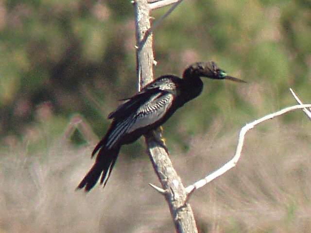 �2004 Steve Sosensky, 2004.04.11, Salton Sea, CA